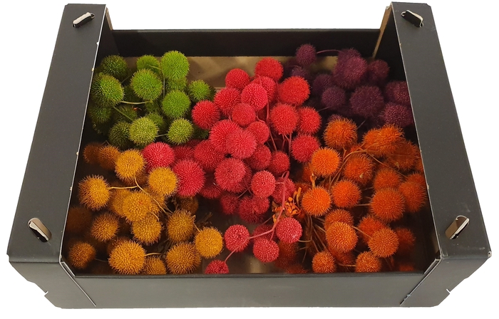 <h4>Small ball per bunch in poly mixed colours autumn</h4>