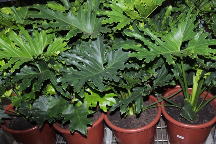 <h4>PHILODENDRON HOPE P30</h4>