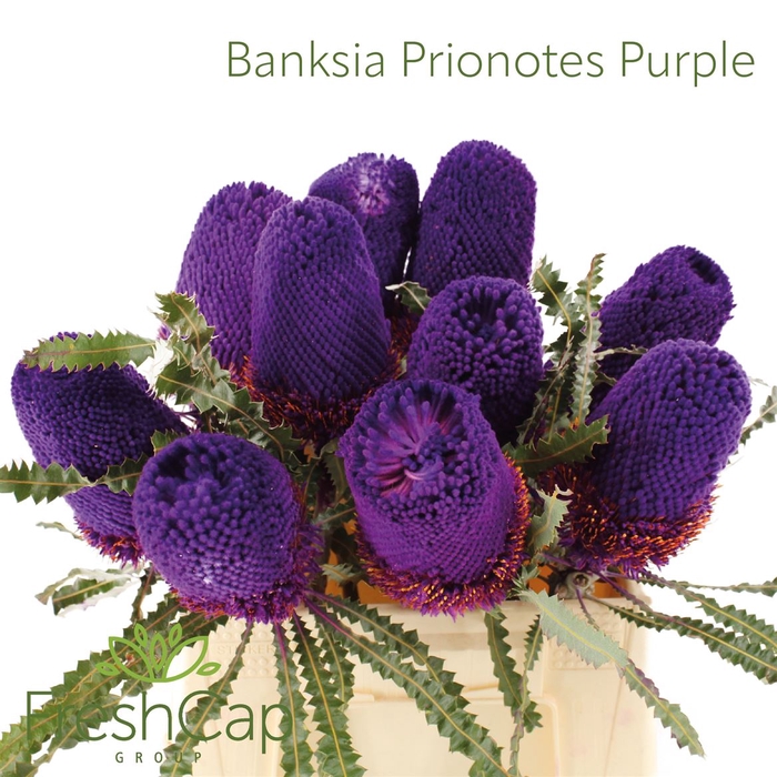 <h4>Banksia Prionotes Purple</h4>