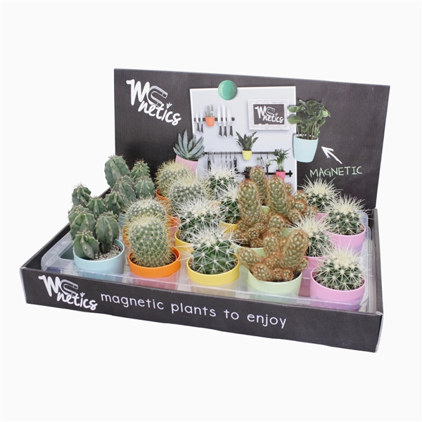 <h4>Cactus mix 5,5 cm in magnetic kleur pot</h4>