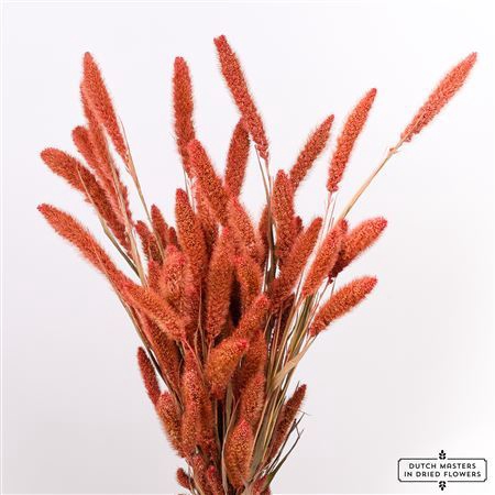 <h4>Dried Setaria Frosted Salmon Bunch</h4>