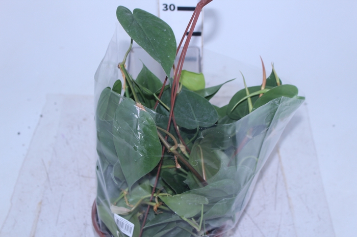 PHILODENDRON SCANDENS C21 PENDENTE