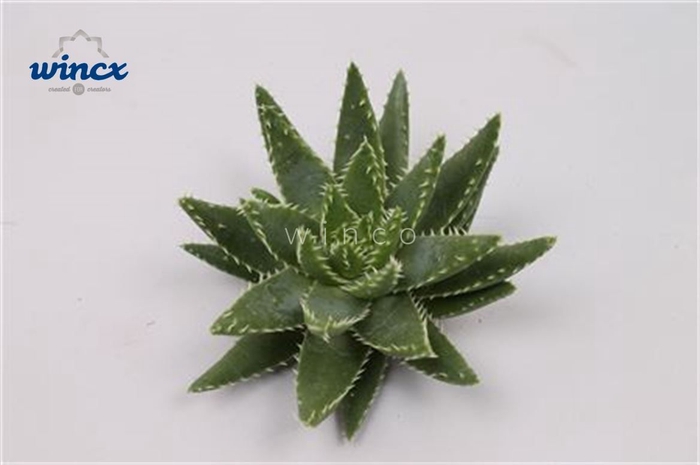 Aloe Brevifolia Cutflower Wincx-10cm