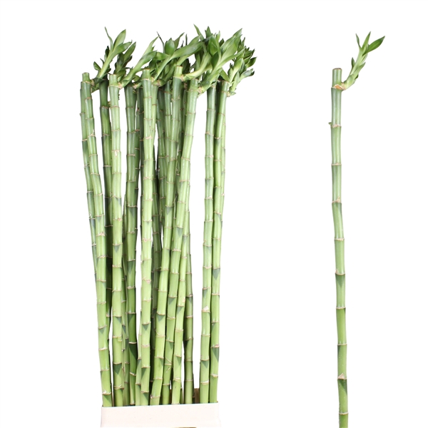 <h4>Lucky Bamboo Stem Straight 100cm Bucket</h4>