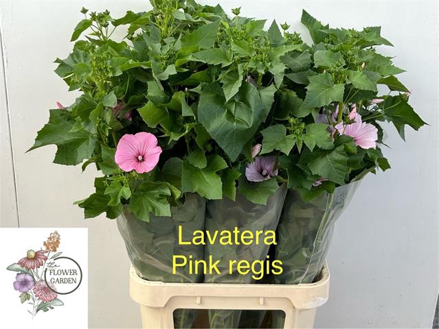 <h4>Lavatera per stem light pink</h4>