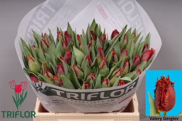 <h4>Tulipa (Fri. Valery Gergiev</h4>