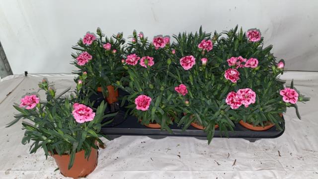 Dianthus osc Pink Purple 12Ø 20cm