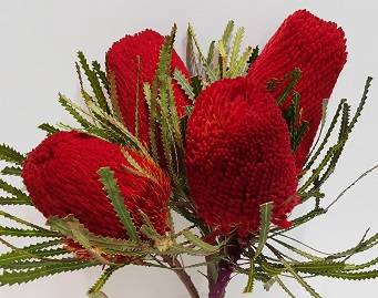 Banksia Tint Red