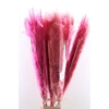 Dried Cortaderia Dadang Soft Pink 140cm P Stem