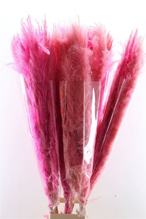 <h4>Dried Cortaderia Dadang Soft Pink 140cm P Stem</h4>