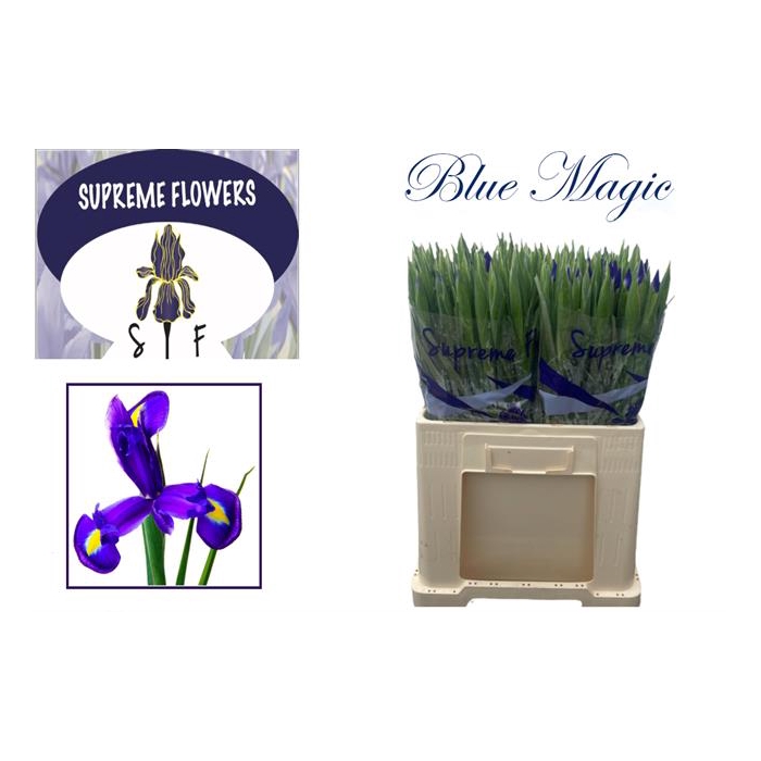 <h4>Iris Blue Magic</h4>