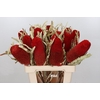 Banksia Prionote Red Dry