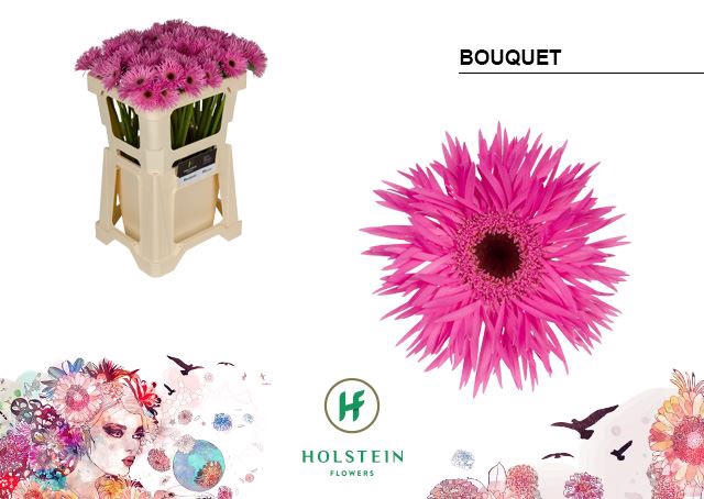 <h4>Germini Bouquet</h4>
