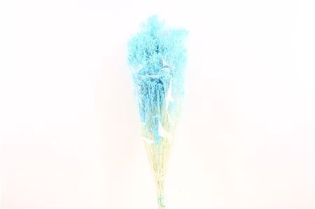 <h4>Dried Brooms L Blue Bunch</h4>