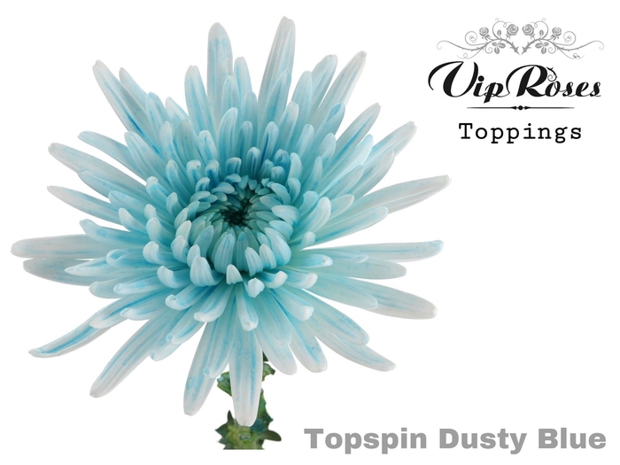 <h4>Chr g Paint Topspin Dusty Blue</h4>