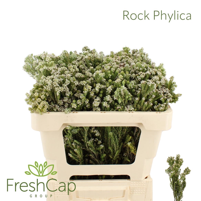 <h4>Rock Phylica</h4>