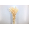Dried Avena Salv. Bleached 100gr Bunch
