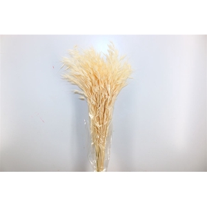 Dried Avena Salv. Bleached 100gr Bunch