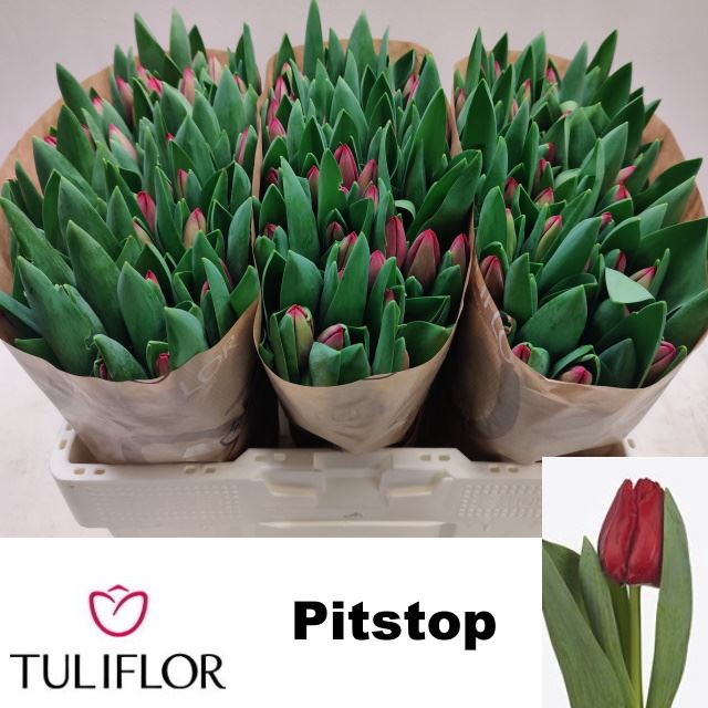 <h4>Tulipa enke. (Triumph Grp) Pitstop</h4>