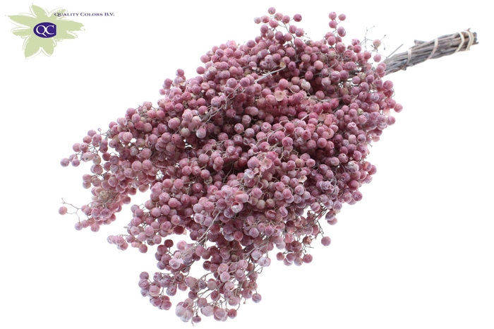 <h4>Pepperberries per bunch in poly frosted white</h4>