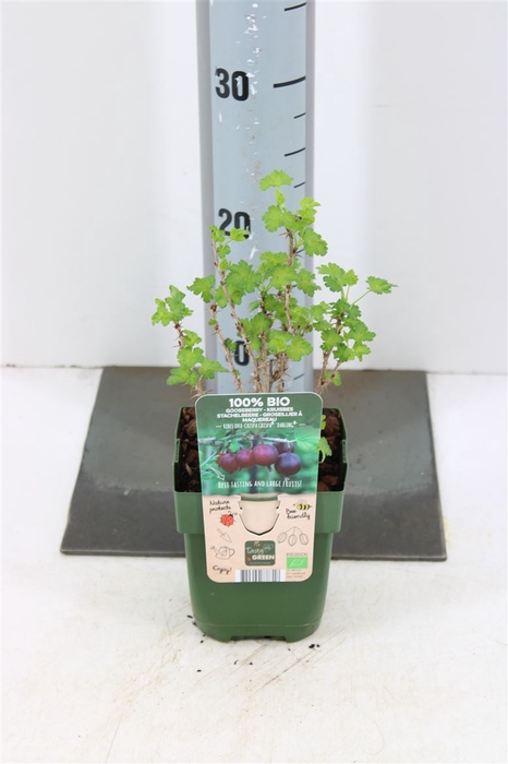 <h4>Ribes Uva-crispa Captivator P13</h4>