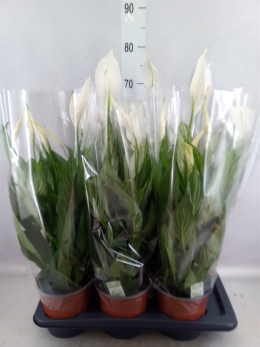 <h4>Spathiphyllum  'Silver Cupido'</h4>