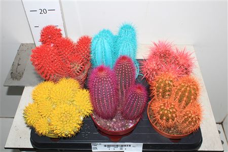Cactus Rainbow Mix