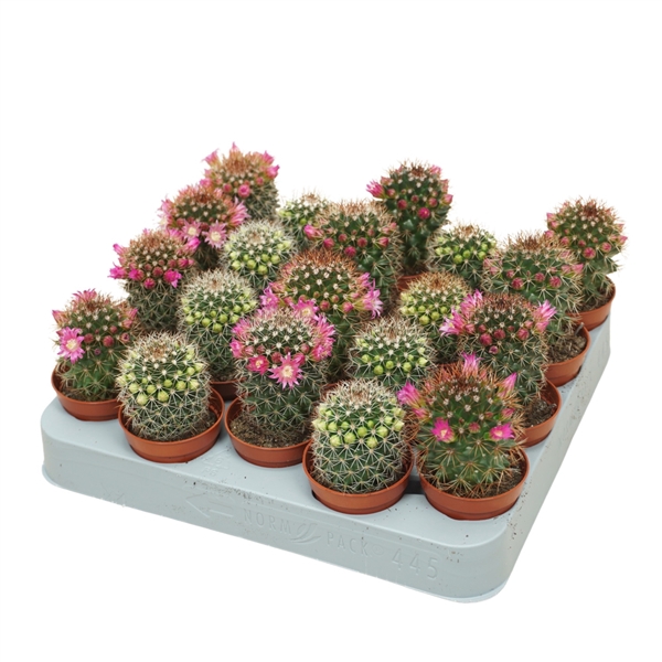 <h4>Cactus mix 5,5 cm bloeiend</h4>
