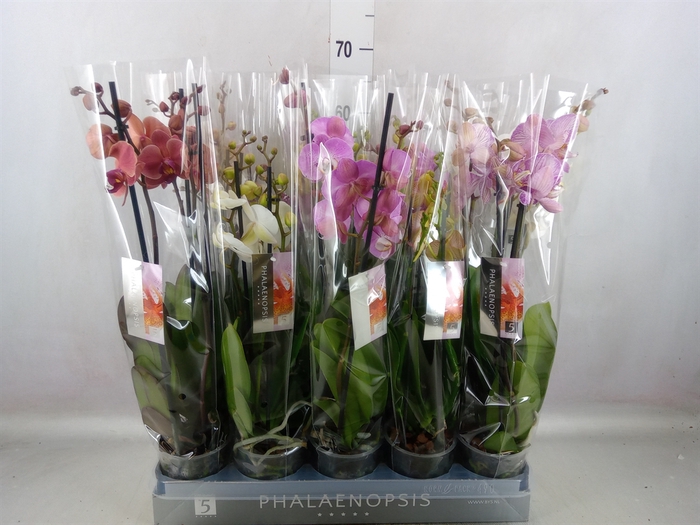 <h4>Phalaenopsis   ...mix  6</h4>
