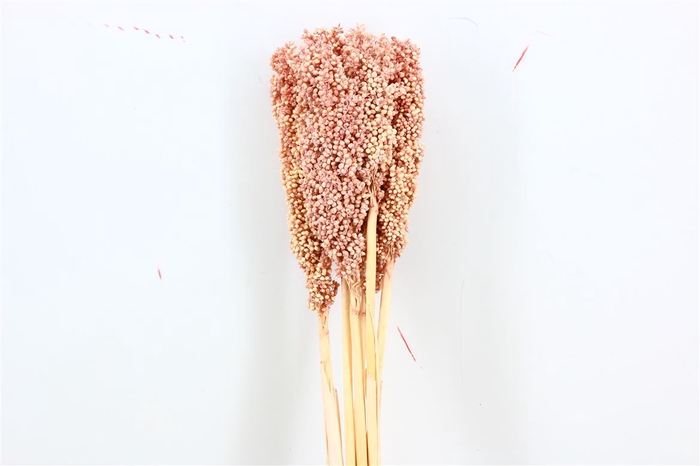 <h4>Dried Sorghum 6pc Soft Pink Bunch</h4>