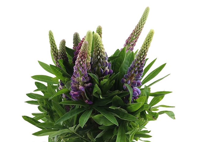 <h4>Lupinus Mix In Bunch</h4>
