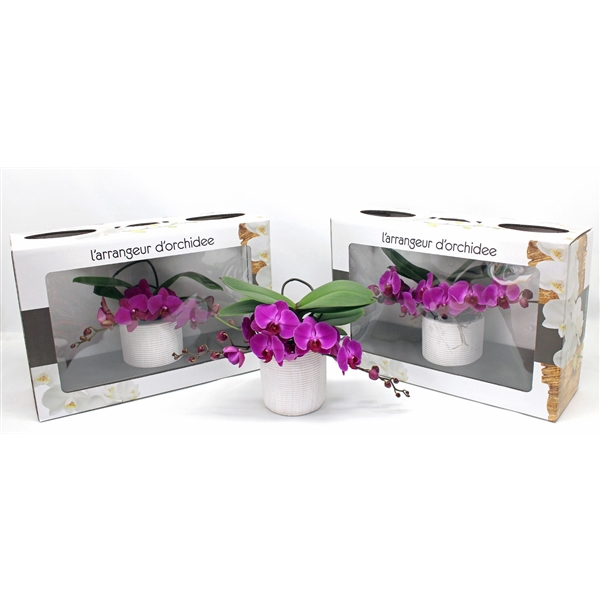 <h4>L'arrangeur D'orchidee Paars (GROEN)</h4>