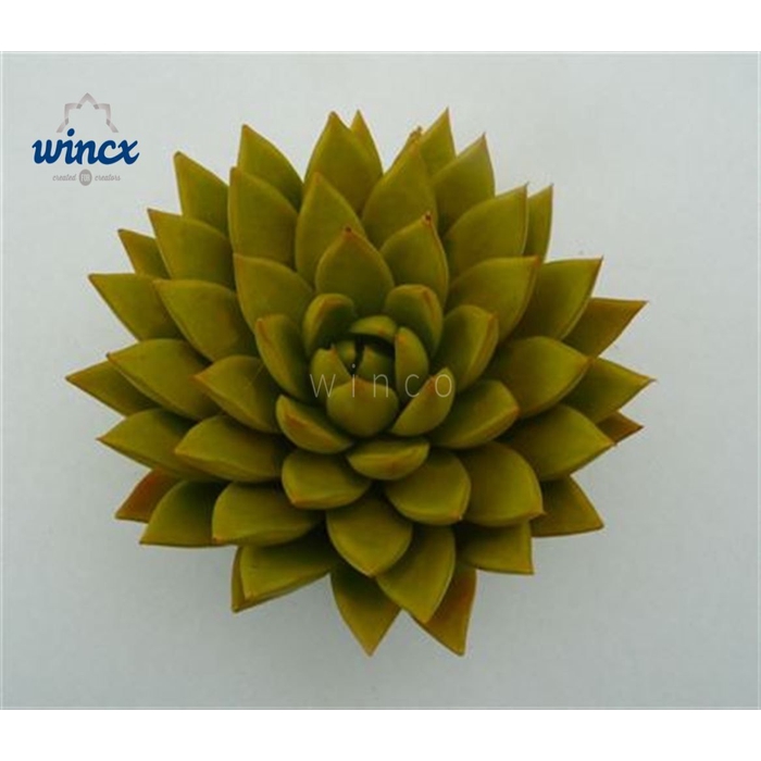 <h4>Echeveria Agavoides Paint Yellow Cutflower Wincx-1</h4>