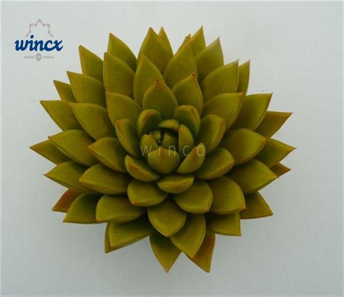 <h4>Echeveria Agavoides Paint Yellow Cutflower Wincx-10cm</h4>