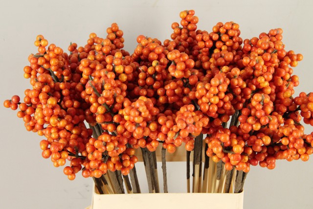 Stick berries ilex orange