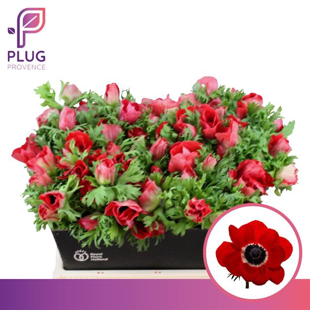 <h4>Anemone marianne red</h4>