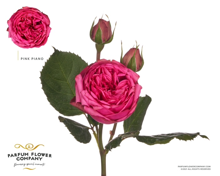 <h4>Rosa sp piano pink</h4>