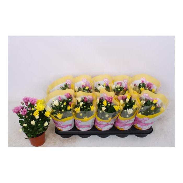 <h4>Chrysanthemum Indicum carnaval mix 12Ø 26cm 3pp</h4>