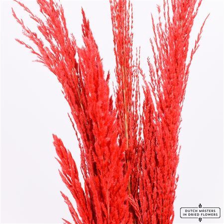 <h4>Dried Pampas Gras Red (8 Stems) Bunch</h4>