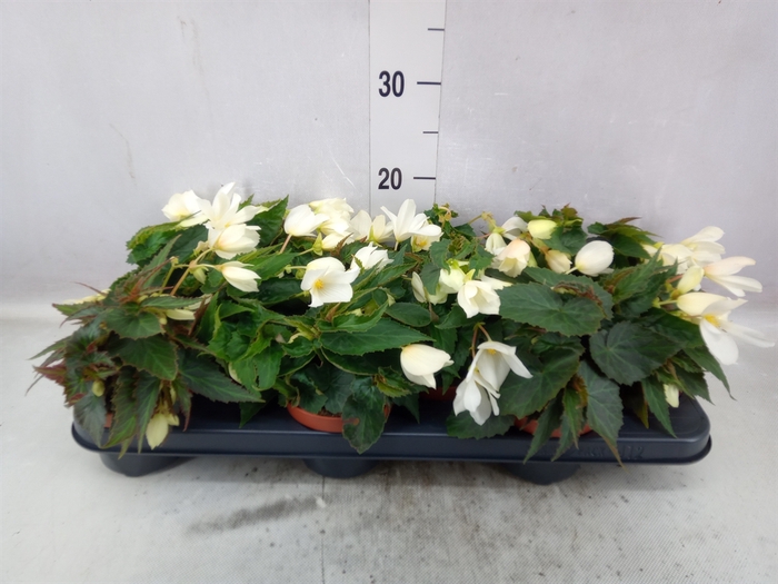 <h4>Begonia tuber. 'Tenella White'</h4>
