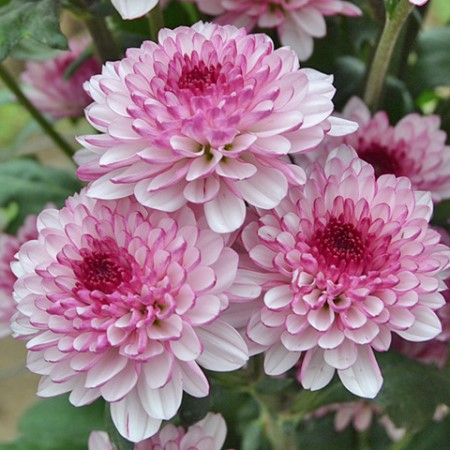 Chrysanthemum monoflor lollipop rosa