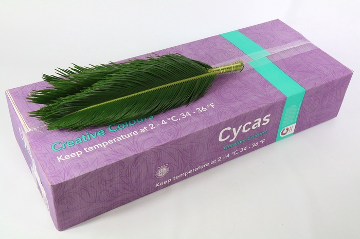 Leaf cycas revoluta