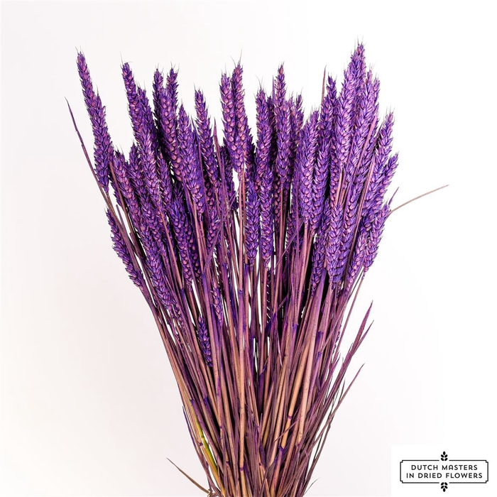 <h4>Dried Triticum Purple Bunch</h4>