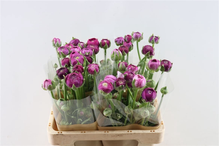 <h4>Ranunculus Royal Galaxy Purple</h4>