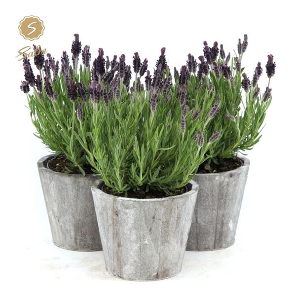 <h4>Lavandula st. 'Anouk'® Collection P12 in Wood</h4>