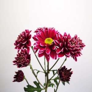 Chrysanthemum spray bacardi harlequin