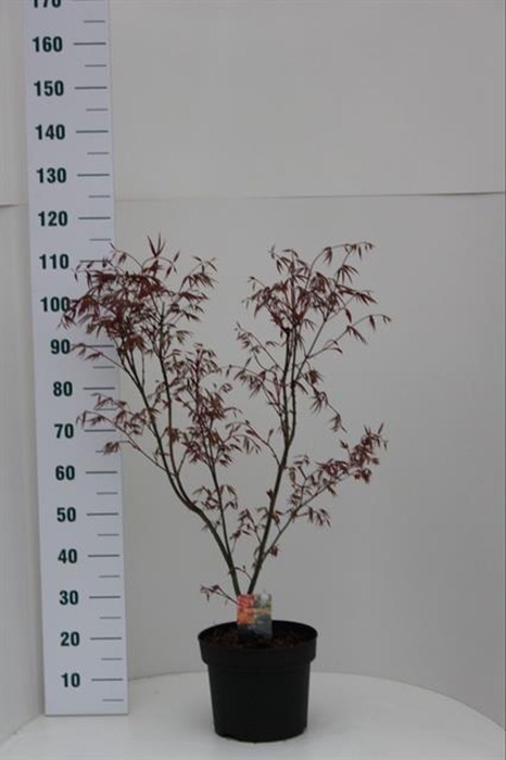 <h4>Acer palmatum Atropurpureum</h4>