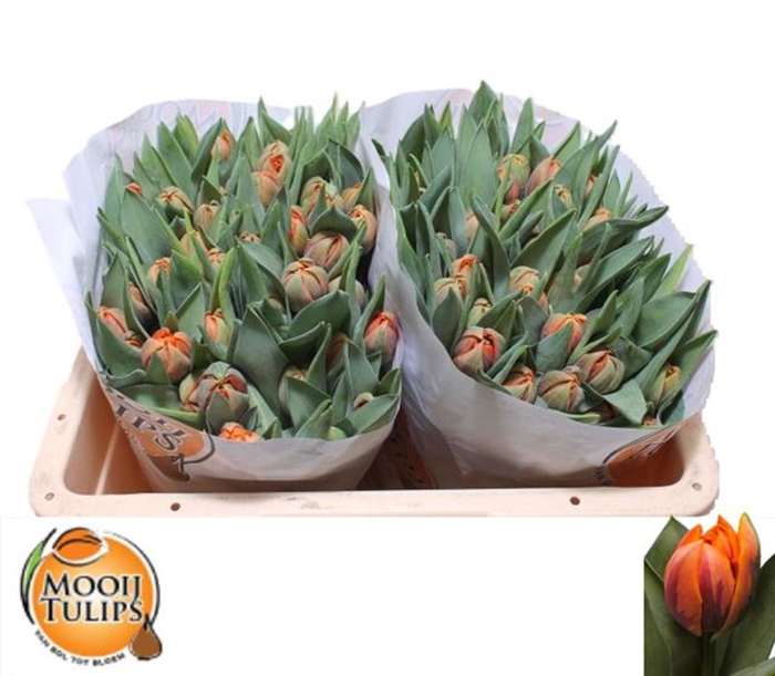 <h4>Tulipa dubb. (Double Late Grp) Oran</h4>