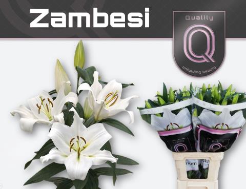 <h4>Lilium or zambesi</h4>