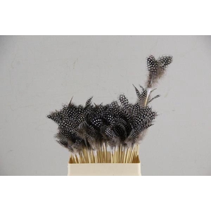 Stick Feather 8-12cm Quail Nat